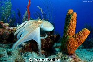 Octopus & Tube Sponge
Nikon D80 with 18-55mm lens, shoot... by Pedro Padilla 